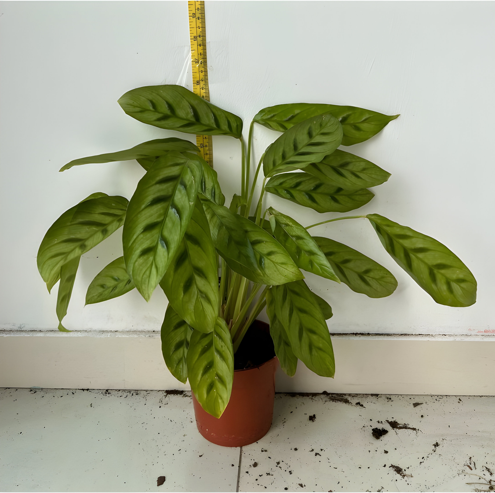 Calathea