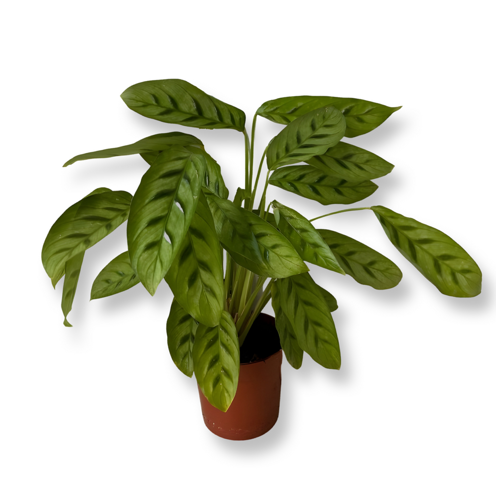 Calathea