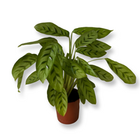 Calathea