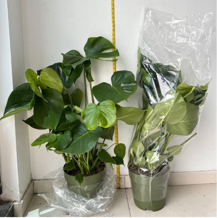 Monstera Delic