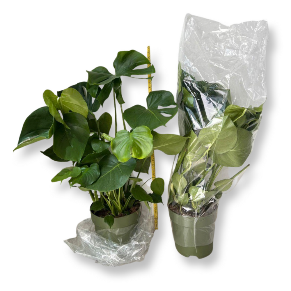 Monstera Delic