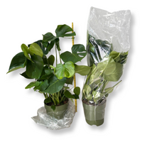 Monstera Delic