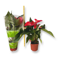 Anthurium Red
