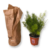 Asparagus Dens. Sprengeri